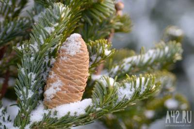 В Кузбассе незаконно вырубили более 470 хвойных деревьев к Новому году