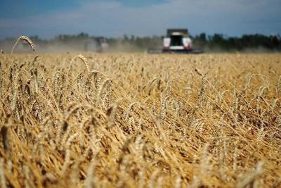 Московская биржа запускает торги поставочными фьючерсами на пшеницу