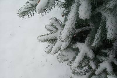 Циклон Грета принесет тулякам сильный снегопад и метель