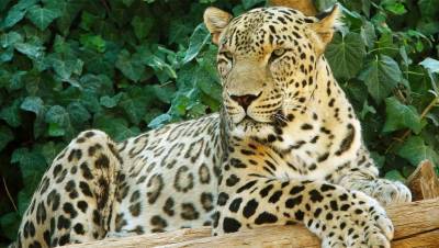 Пара леопардов для восстановления популяции на Кавказе прибыла в РФ из Швеции