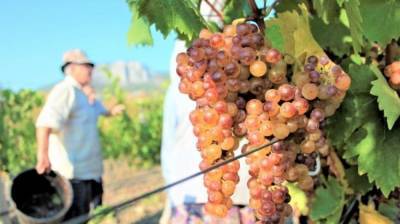 Владельцу «Массандры» возместят половину затрат на закладку виноградников
