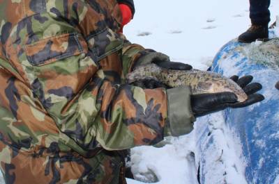 Ограничения на ловлю налима введены в Нижегородской области