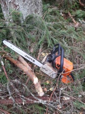 Братья-лесорубы наломали дров. Полиция Кич-Городецкого района задержала мужчин на месте преступления