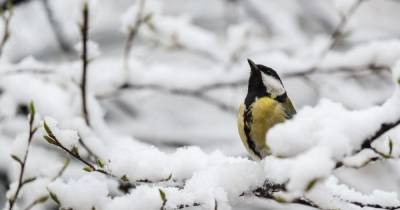 В Украину снова вернутся снег и морозы: прогноз погоды на неделю, 21-27 декабря