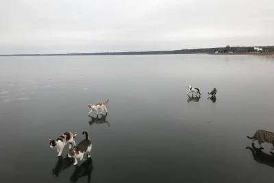 Любители птиц и гусениц оценили котиков, гуляющих по льду озера в Тверской области