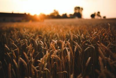 ВТБ Капитал запускает первый в России зерновой поставочный фьючерс
