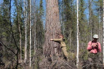 Назван возраст самого старого дерева в России