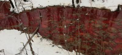 В лесу на севере Карелии обнаружены непонятные разливы странного красного цвета (ФОТО)