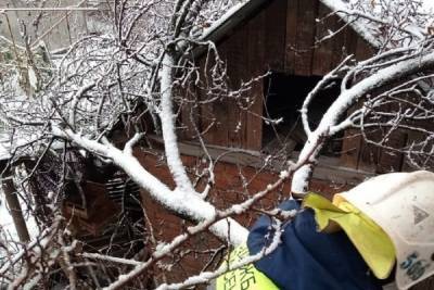В Новороссийске из-за снегопада обрушилось дерево