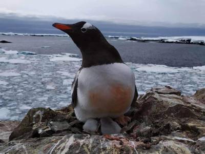 Возле украинской станции "Академик Вернадский" в Антарктиде родились первые пингвинята. Фото