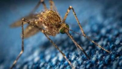 Почему в Антарктиде появились комары? (4 фото)