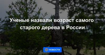 Ученые назвали возраст самого старого дерева в России