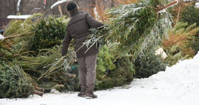 Более 500 пунктов для сдачи новогодних елок организуют в Москве