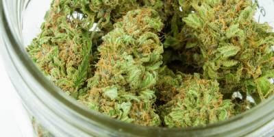 Канадские власти: жители страны стали выращивать дома слишком много марихуаны