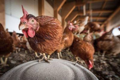 ЕС и ряд стран отказались от импорта украинской курятины
