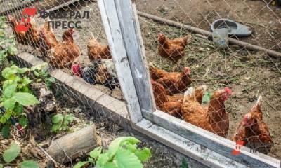 Кузбасскую птицефабрику наказали за куриный помет на сельхозземлях