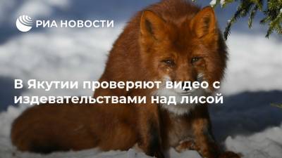 В Якутии проверяют видео с издевательствами над лисой