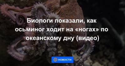 Биологи показали, как осьминог ходит на «ногах» по океанскому дну (видео)