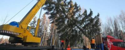 Жительница Ставрополья пожаловалась, что власти украли у нее елку
