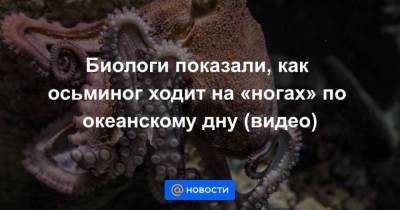 Биологи показали, как осьминог ходит на ногах по океанскому дну (видео)