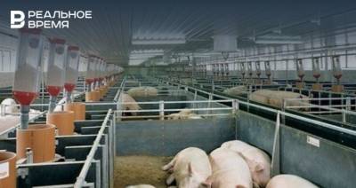 Африканская чума свиней объявилась в Татарстане