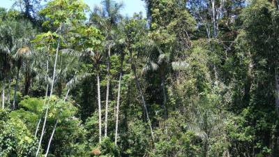 Тропические леса Бразилии превратились в источник углекислого газа