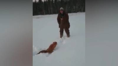 Жестоко убивших лису жителей Якутии привлекут к ответственности