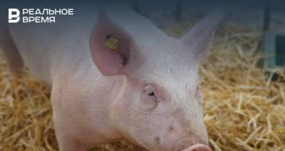 В Елабужском районе Татарстана выставили блок-посты из-за африканской чумы свиней