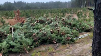 Вырубили сосен на полмиллиона: на Черниговщине поймали сезонных браконьеров