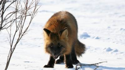 Убийцы лисы из Якутии предстанут перед судом