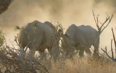 В ЮАР драку носорогов туристы сняли на видео