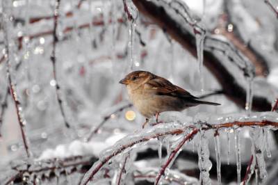 Мороз до -10 и снег: Синоптик дала прогноз погоды в Украине на завтра