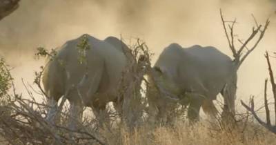 В заповеднике ЮАР на глазах у посетителей подрались два крупных носорога (видео)