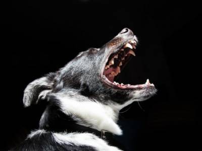 В Коми собаки разорвали насмерть женщину — муж не смог спасти