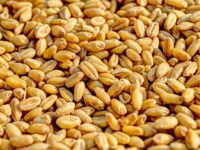 Прогноз по экспорту российской пшеницы понизили