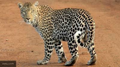 Семейную пару переднеазиатских леопардов из Швеции привезли в Сочи