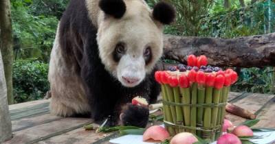 В Китае в 38 лет скончалась самая старая в мире панда