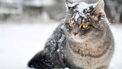 Когда в Украину придут снег и морозы: прогноз синоптиков