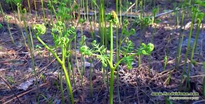 Растение орляк (папоротник) – фото, пересадка из леса и размножение