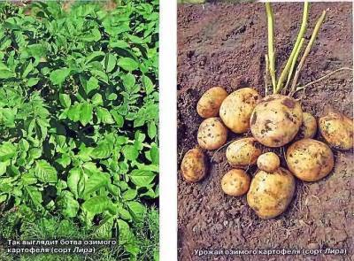 Озимый картофель – посадка и выращивание