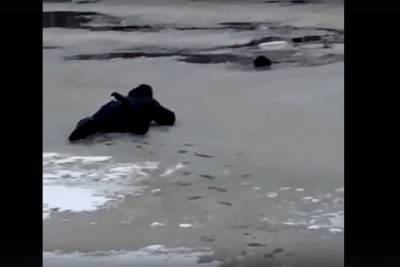 Опубликовано видео спасения собаки из реки в Твери