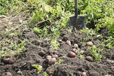 Как правильно выращивать картофель: советы умелых огородников