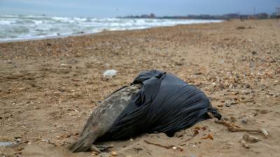 Росрыболовство: Основные версии гибели тюленей в Дагестане связаны с природными факторами