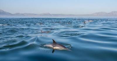 У дельфина нашли кожное заболевание, связанное с изменением климата