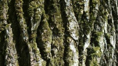 Страж Ольхона: эксперты назвали возраст самого старого дерева в России