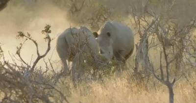 Битва титанов: носороги устроили драку на глазах у туристов
