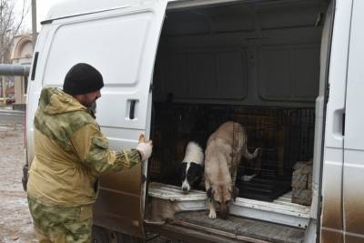 С улиц Астрахани изъяли практически 2 тысячи собак