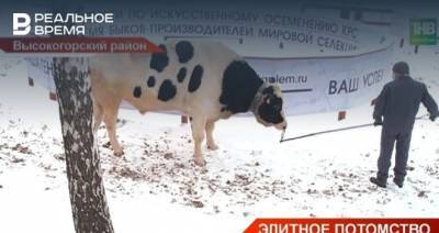 Татарстанские племенные быки в преддверии Нового года — видео