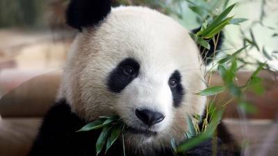 Умерла самая старая панда в мире