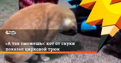 «Атак сможешь»: кот отскуки показал цирковой трюк
